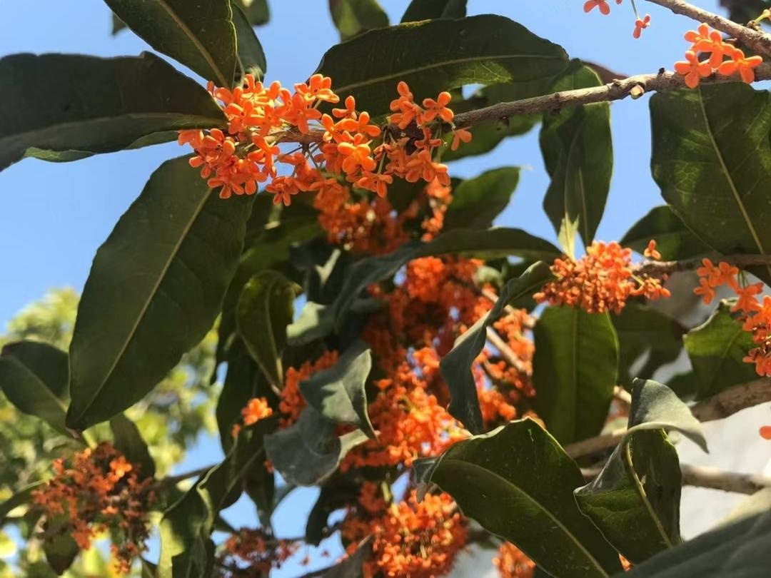 10 lo&agrave;i hoa thơm say mũi: M&ugrave;i hương độc nhất thế giới, đến thợ điều chế nước hoa cũng kh&ocirc;ng thể bắt chước- Ảnh 11.