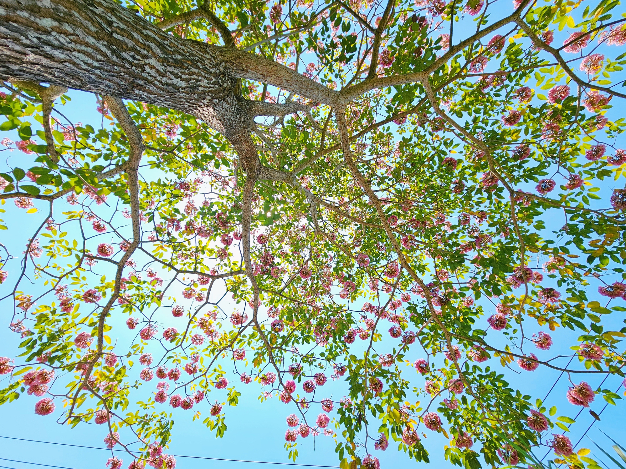 Một tuyến đường đang "đốn tim" giới trẻ TPHCM- Ảnh 20.