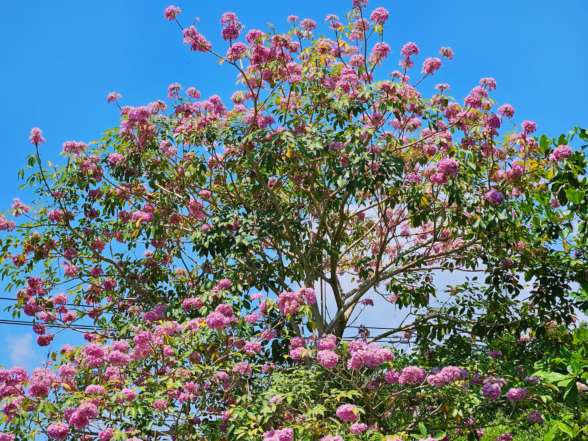 Một tuyến đường đang "đốn tim" giới trẻ TPHCM- Ảnh 19.