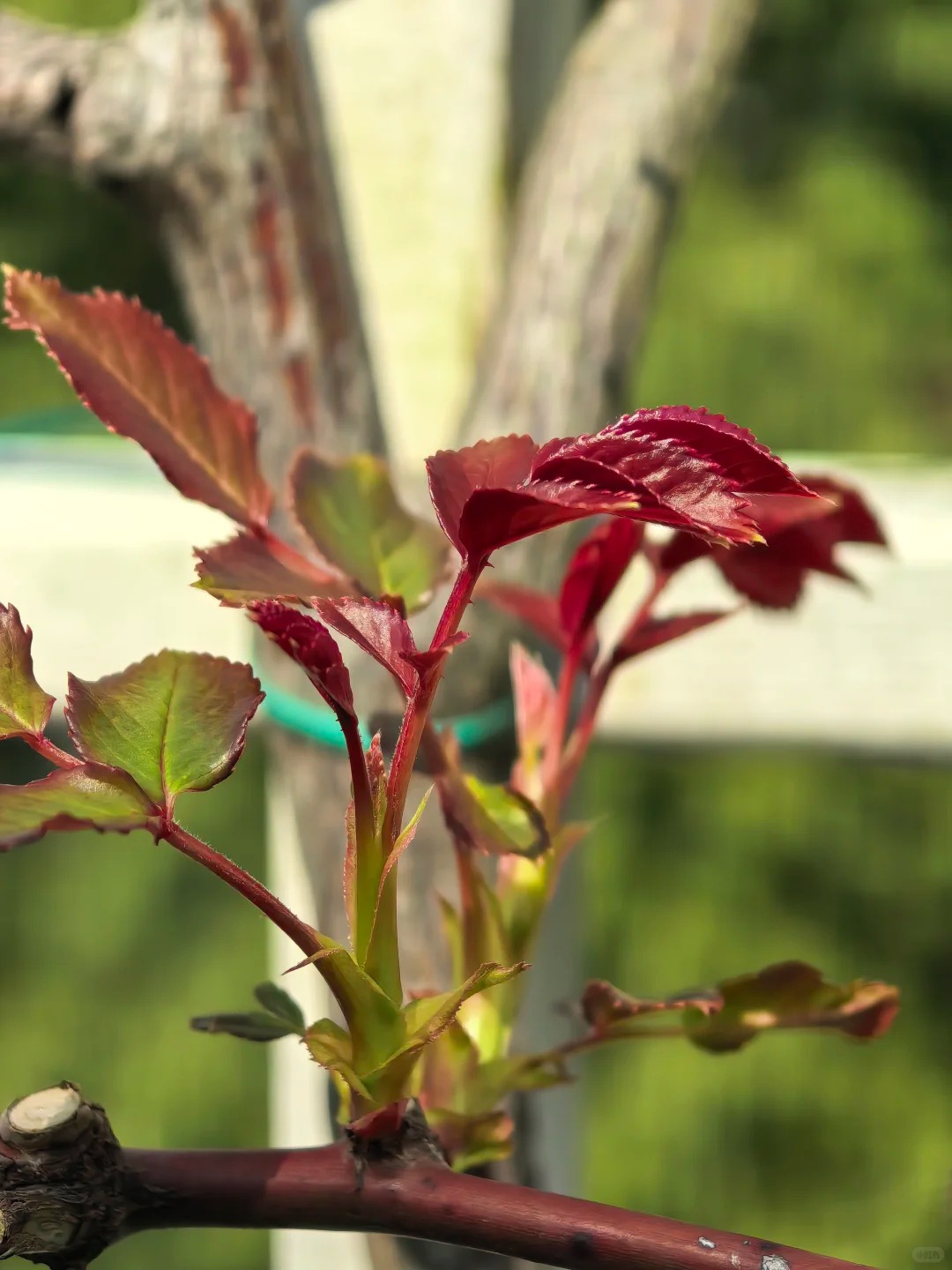 Ngắm "Thi&ecirc;n nhai tứ mỹ" Nghi&ecirc;m Khoan xắn tay &aacute;o l&agrave;m vườn: G&oacute;c nghi&ecirc;ng cực phẩm, b&iacute; k&iacute;p chăm c&acirc;y c&ograve;n xịn hơn!- Ảnh 11.