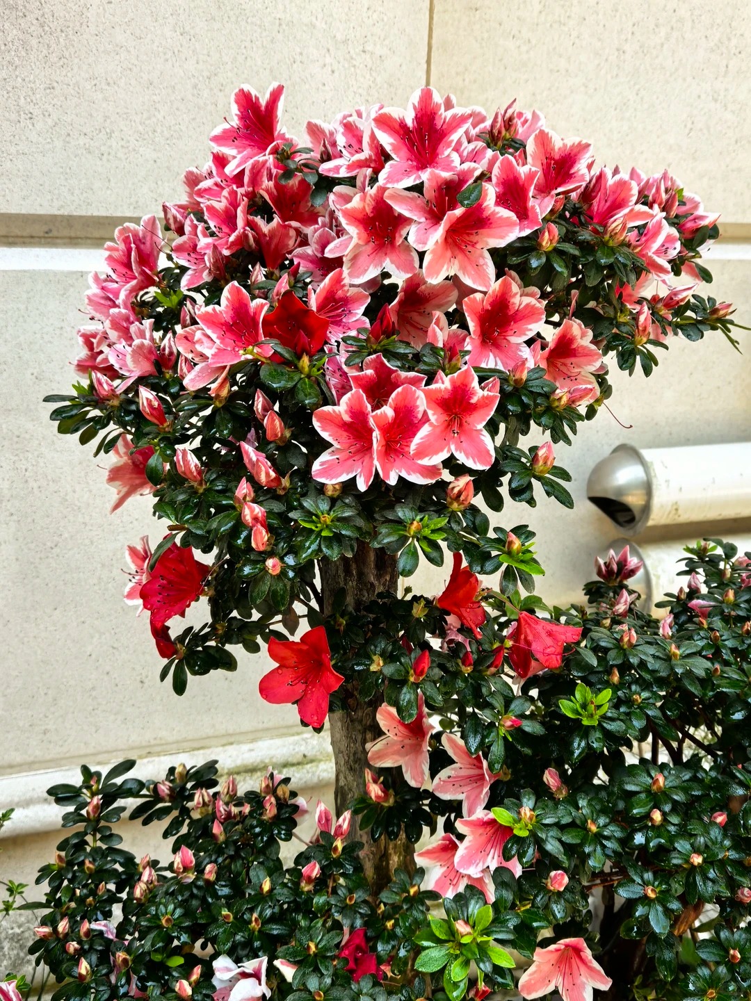 Ngắm "Thi&ecirc;n nhai tứ mỹ" Nghi&ecirc;m Khoan xắn tay &aacute;o l&agrave;m vườn: G&oacute;c nghi&ecirc;ng cực phẩm, b&iacute; k&iacute;p chăm c&acirc;y c&ograve;n xịn hơn!- Ảnh 17.