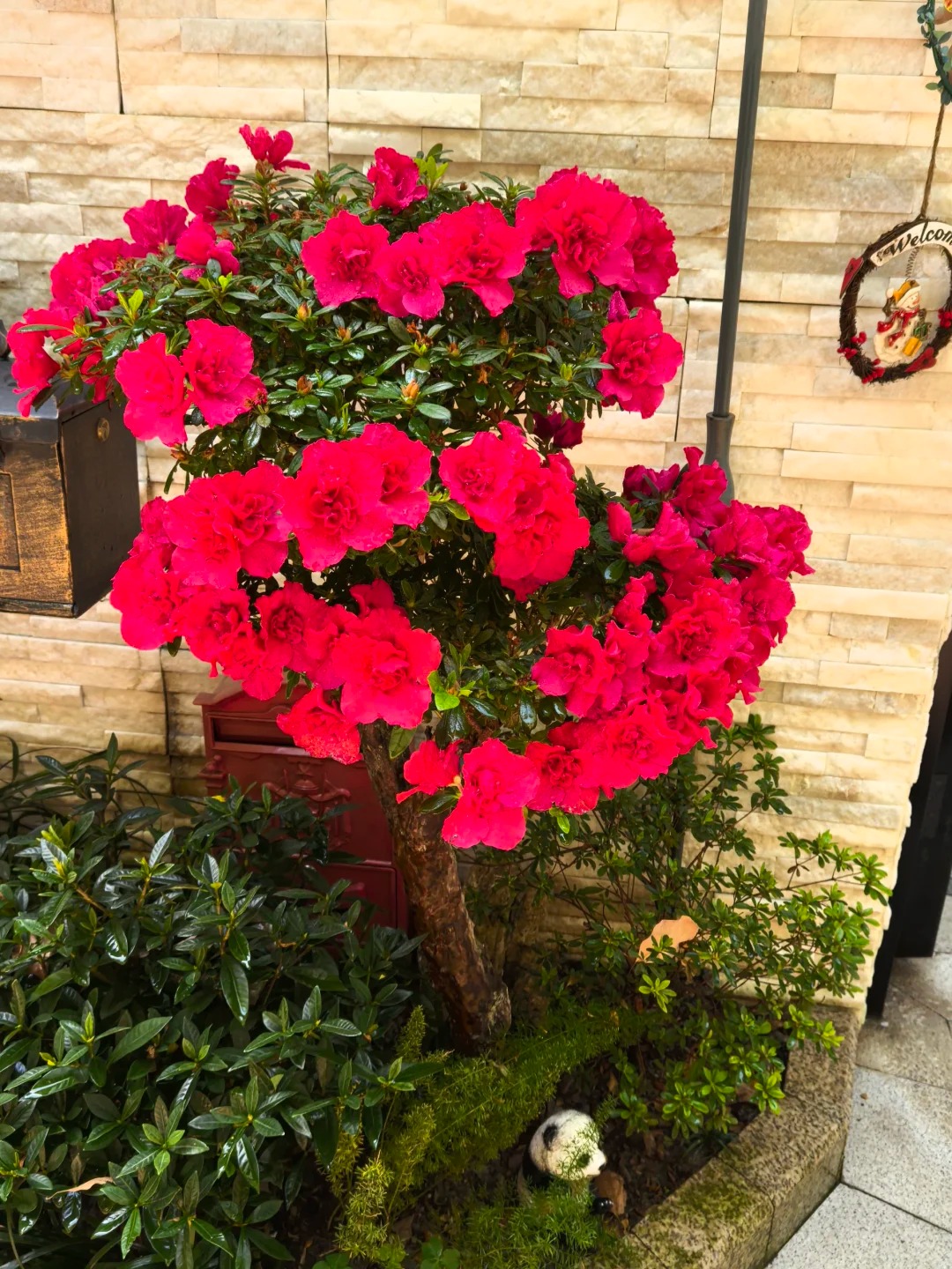 Ngắm "Thi&ecirc;n nhai tứ mỹ" Nghi&ecirc;m Khoan xắn tay &aacute;o l&agrave;m vườn: G&oacute;c nghi&ecirc;ng cực phẩm, b&iacute; k&iacute;p chăm c&acirc;y c&ograve;n xịn hơn!- Ảnh 18.