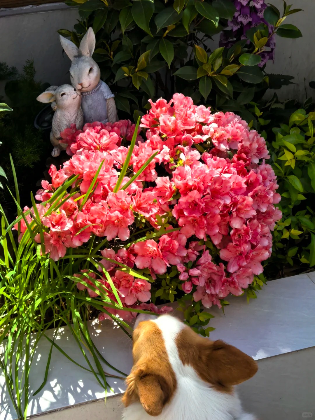 Ngắm "Thi&ecirc;n nhai tứ mỹ" Nghi&ecirc;m Khoan xắn tay &aacute;o l&agrave;m vườn: G&oacute;c nghi&ecirc;ng cực phẩm, b&iacute; k&iacute;p chăm c&acirc;y c&ograve;n xịn hơn!- Ảnh 20.