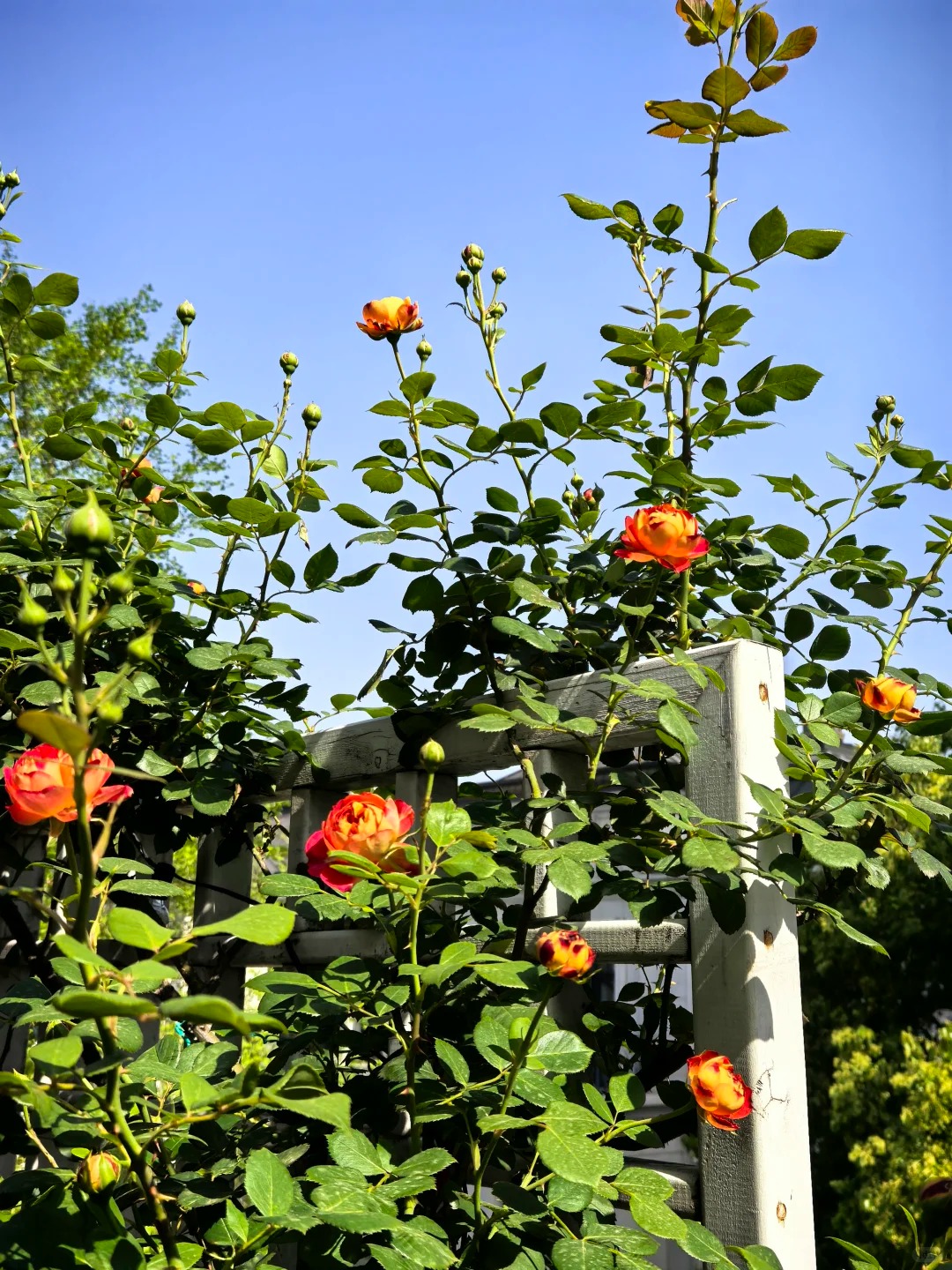 Ngắm "Thi&ecirc;n nhai tứ mỹ" Nghi&ecirc;m Khoan xắn tay &aacute;o l&agrave;m vườn: G&oacute;c nghi&ecirc;ng cực phẩm, b&iacute; k&iacute;p chăm c&acirc;y c&ograve;n xịn hơn!- Ảnh 21.