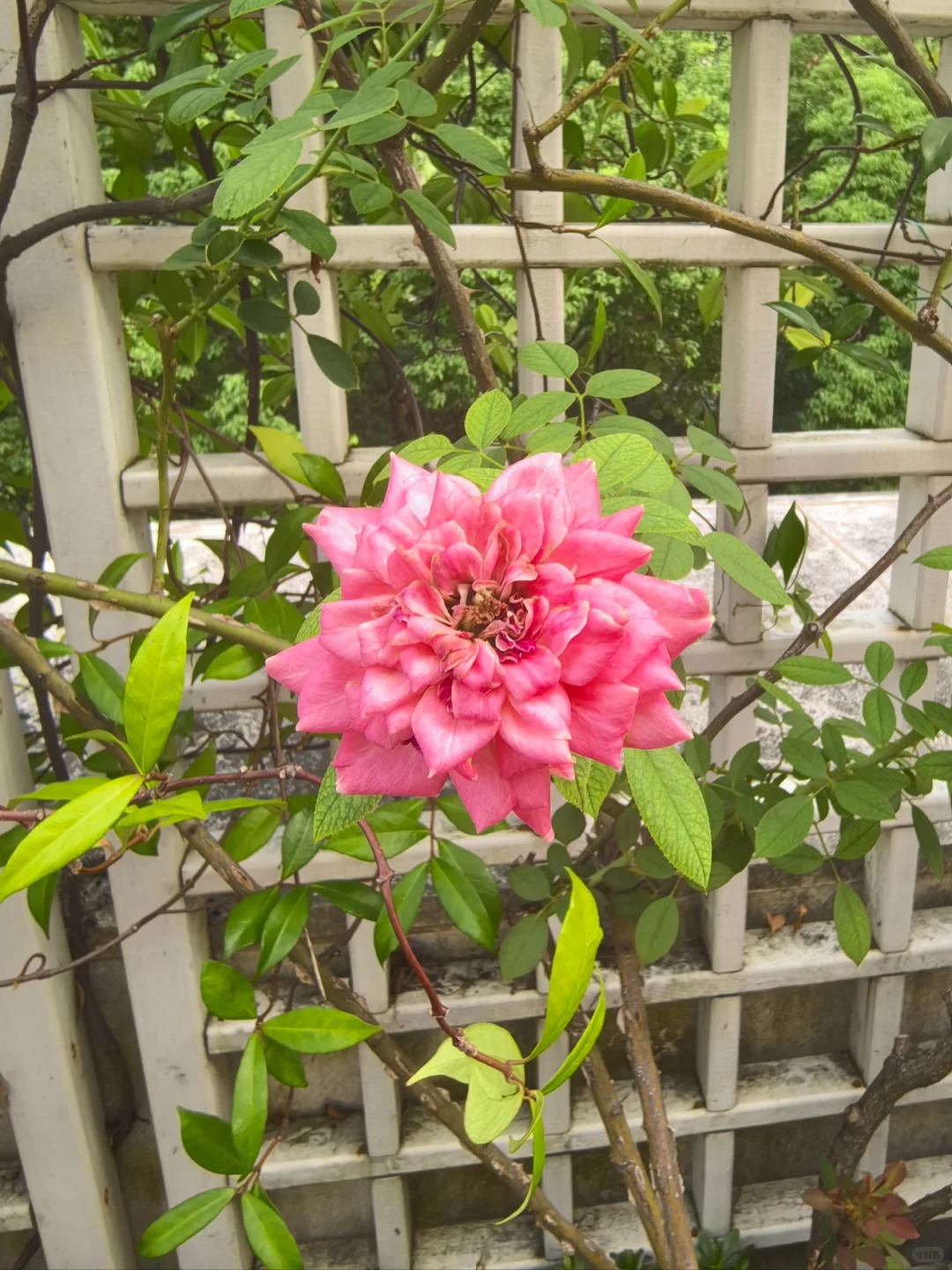 Ngắm "Thi&ecirc;n nhai tứ mỹ" Nghi&ecirc;m Khoan xắn tay &aacute;o l&agrave;m vườn: G&oacute;c nghi&ecirc;ng cực phẩm, b&iacute; k&iacute;p chăm c&acirc;y c&ograve;n xịn hơn!- Ảnh 12.