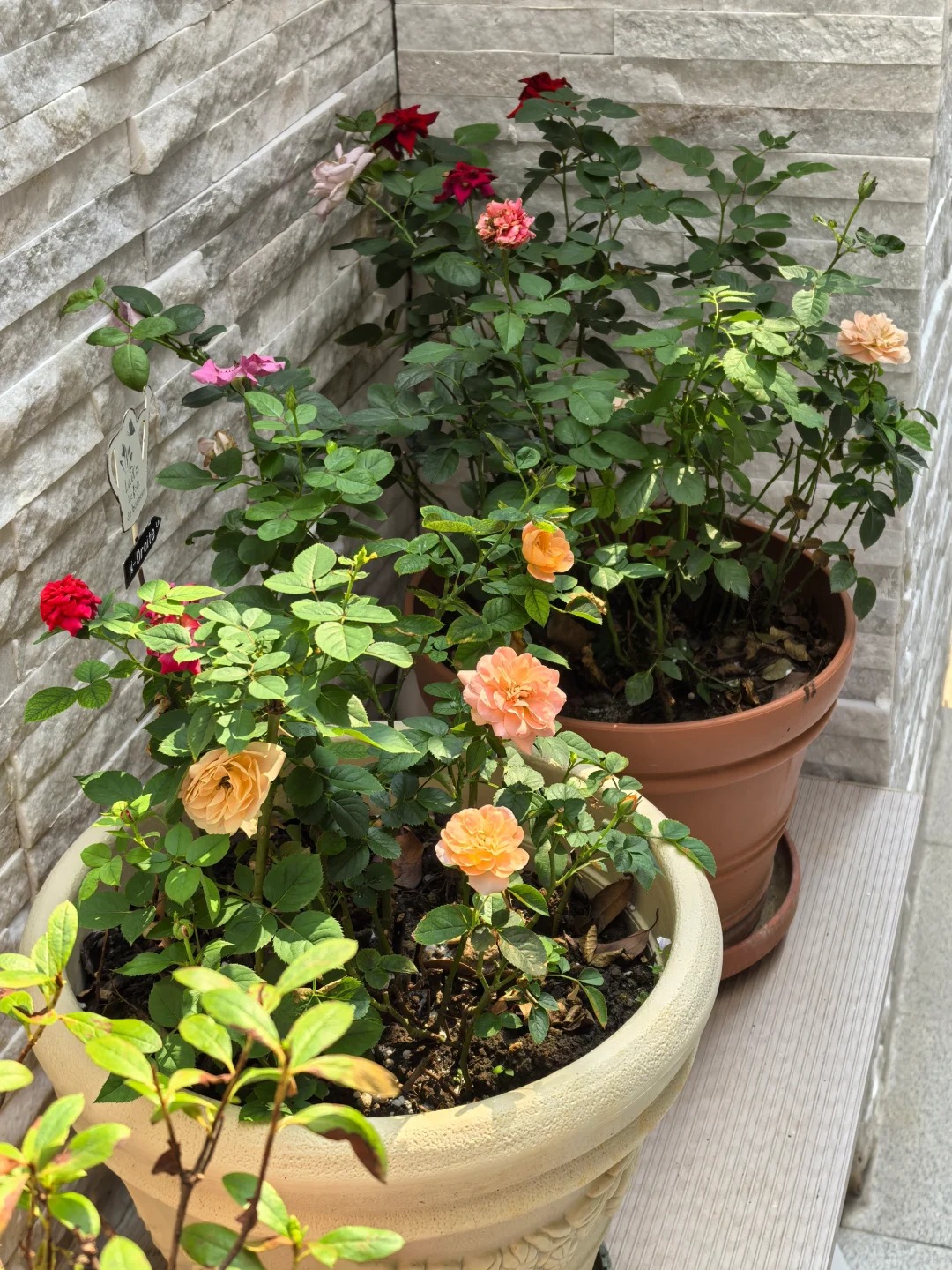 Ngắm "Thi&ecirc;n nhai tứ mỹ" Nghi&ecirc;m Khoan xắn tay &aacute;o l&agrave;m vườn: G&oacute;c nghi&ecirc;ng cực phẩm, b&iacute; k&iacute;p chăm c&acirc;y c&ograve;n xịn hơn!- Ảnh 13.