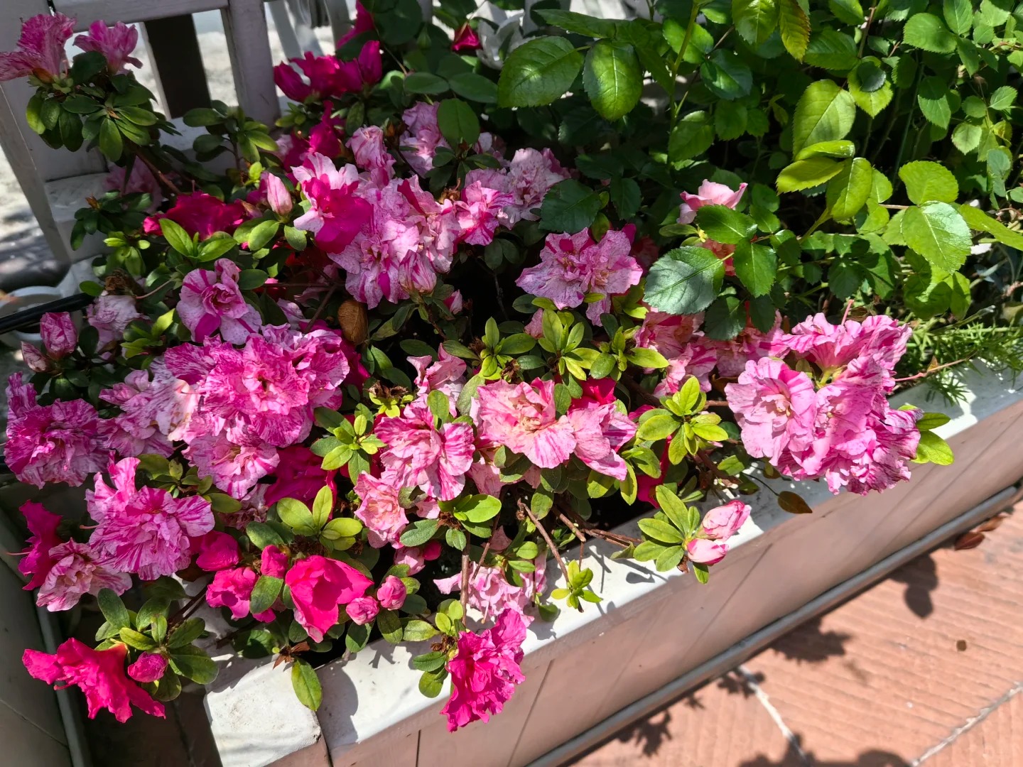 Ngắm "Thi&ecirc;n nhai tứ mỹ" Nghi&ecirc;m Khoan xắn tay &aacute;o l&agrave;m vườn: G&oacute;c nghi&ecirc;ng cực phẩm, b&iacute; k&iacute;p chăm c&acirc;y c&ograve;n xịn hơn!- Ảnh 15.