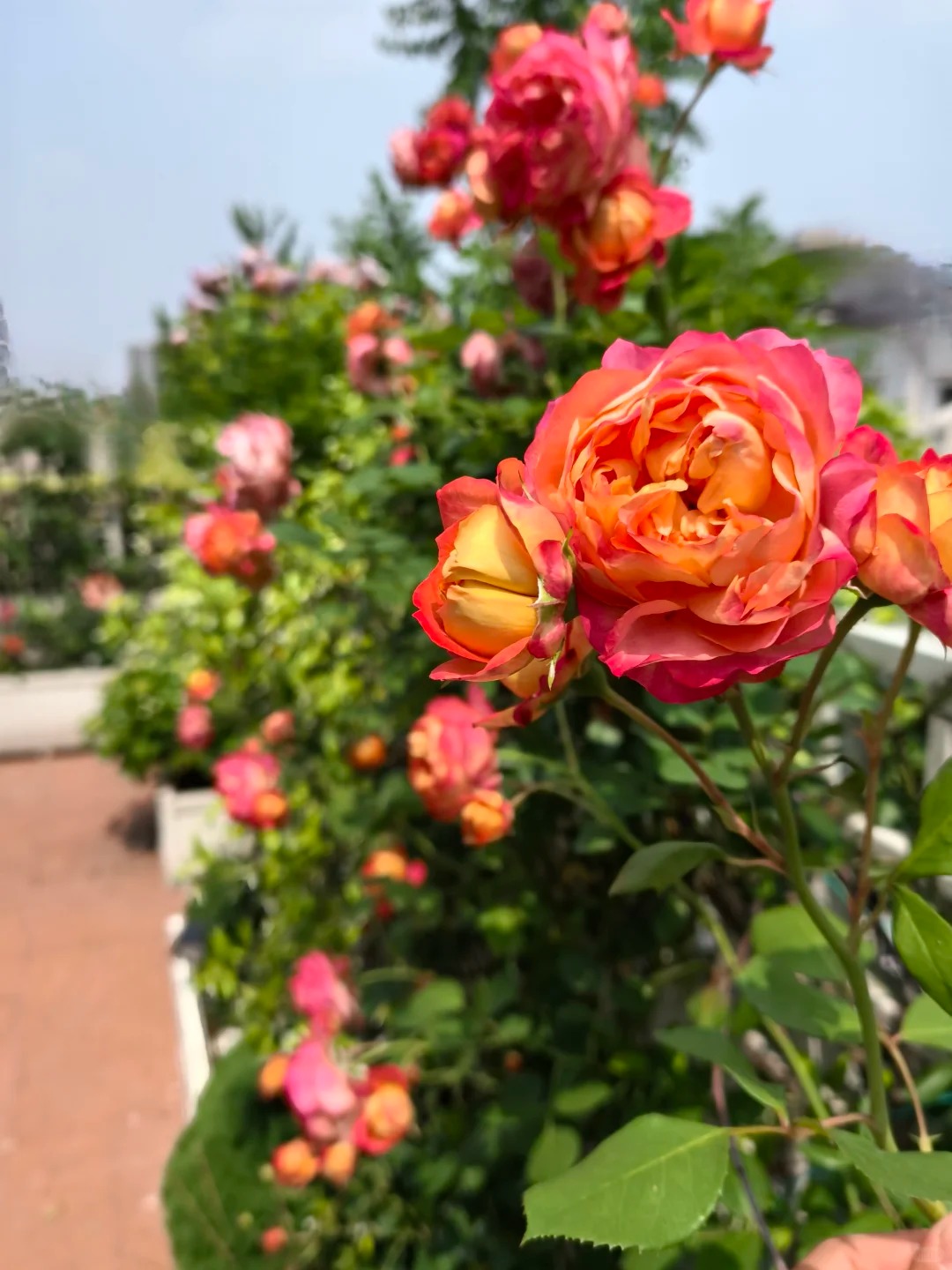 Ngắm "Thi&ecirc;n nhai tứ mỹ" Nghi&ecirc;m Khoan xắn tay &aacute;o l&agrave;m vườn: G&oacute;c nghi&ecirc;ng cực phẩm, b&iacute; k&iacute;p chăm c&acirc;y c&ograve;n xịn hơn!- Ảnh 16.