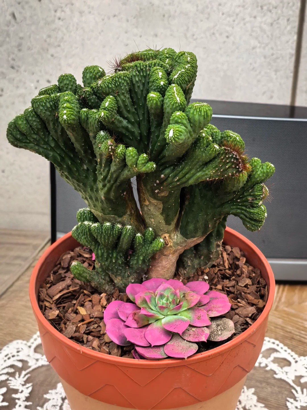 Ngắm "Thi&ecirc;n nhai tứ mỹ" Nghi&ecirc;m Khoan xắn tay &aacute;o l&agrave;m vườn: G&oacute;c nghi&ecirc;ng cực phẩm, b&iacute; k&iacute;p chăm c&acirc;y c&ograve;n xịn hơn!- Ảnh 25.