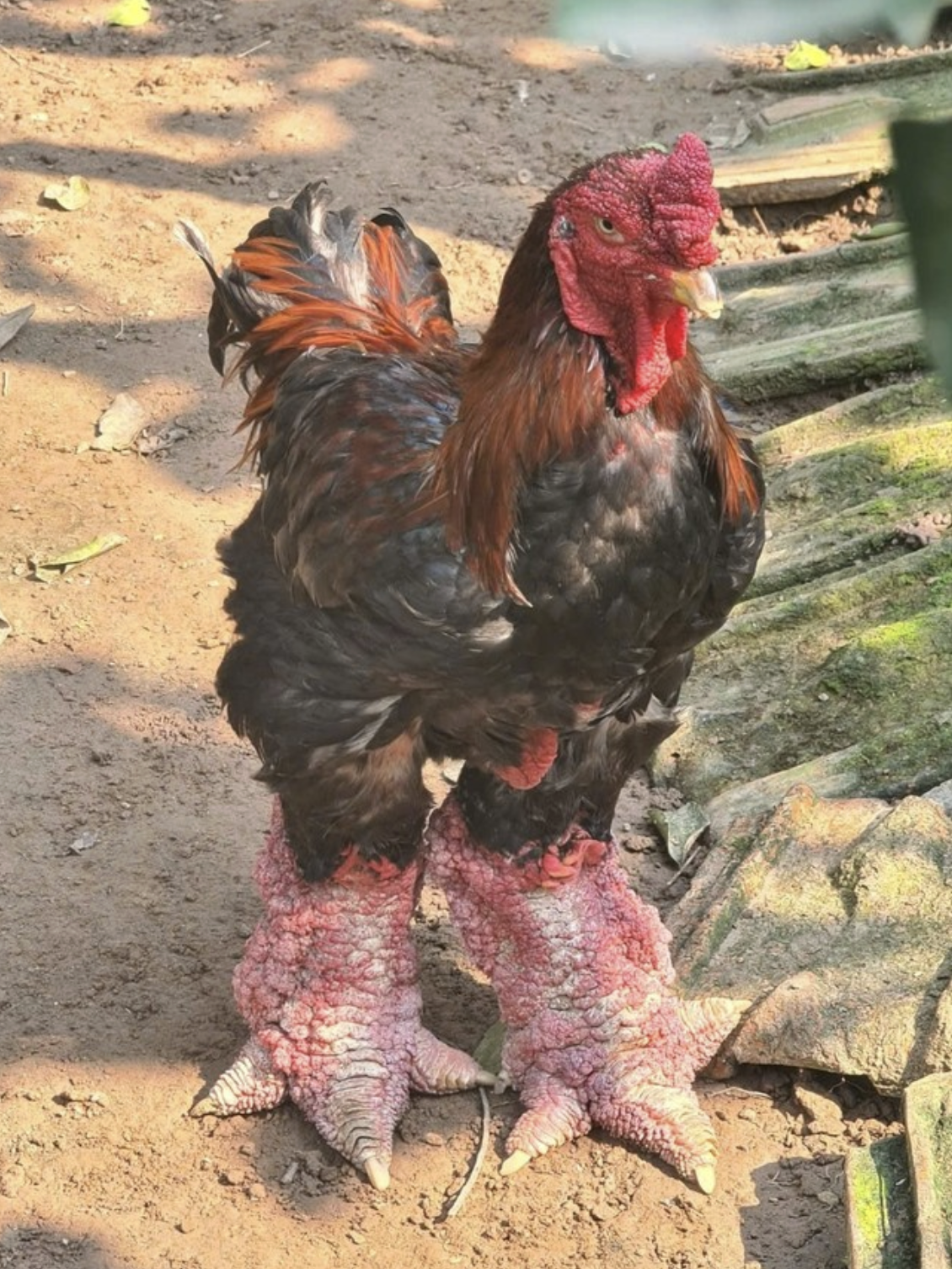 Giống g&agrave; tiến vua mang đ&ocirc;i ch&acirc;n vảy rồng ở Hưng Y&ecirc;n, nay gi&aacute; 50 triệu đồng giới nh&agrave; gi&agrave;u vẫn xếp h&agrave;ng chờ mua- Ảnh 1.