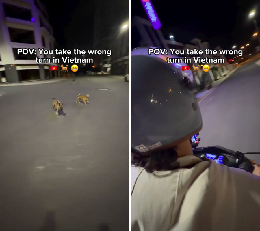 Kh&aacute;ch T&acirc;y bị ch&oacute; rượt ở Việt Nam, chạy th&oacute;t tim như phim h&agrave;nh động- Ảnh 2.