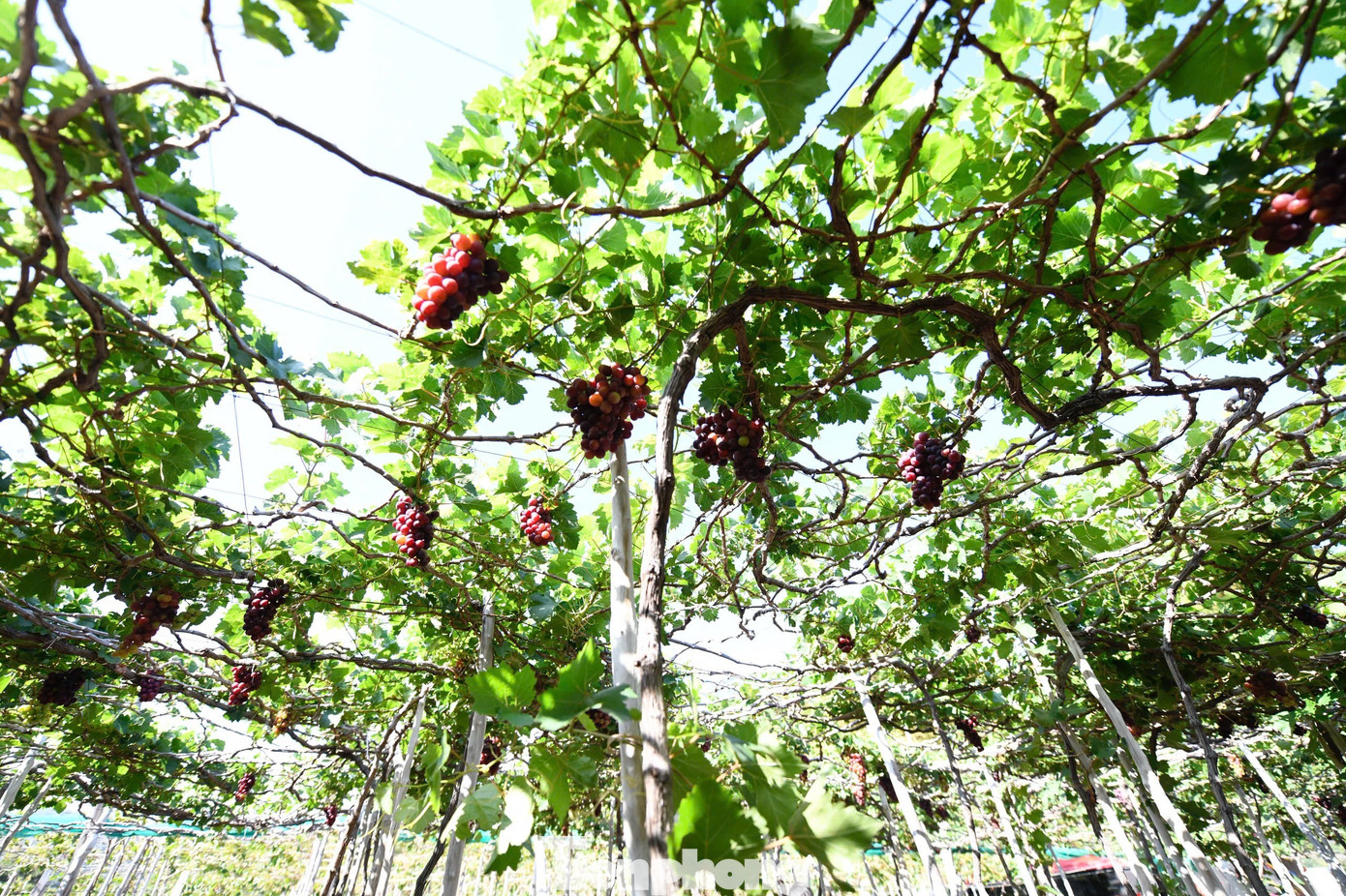 Tận thấy nơi 'g&acirc;y b&atilde;o' ở thủ phủ nho Ninh Thuận- Ảnh 9.