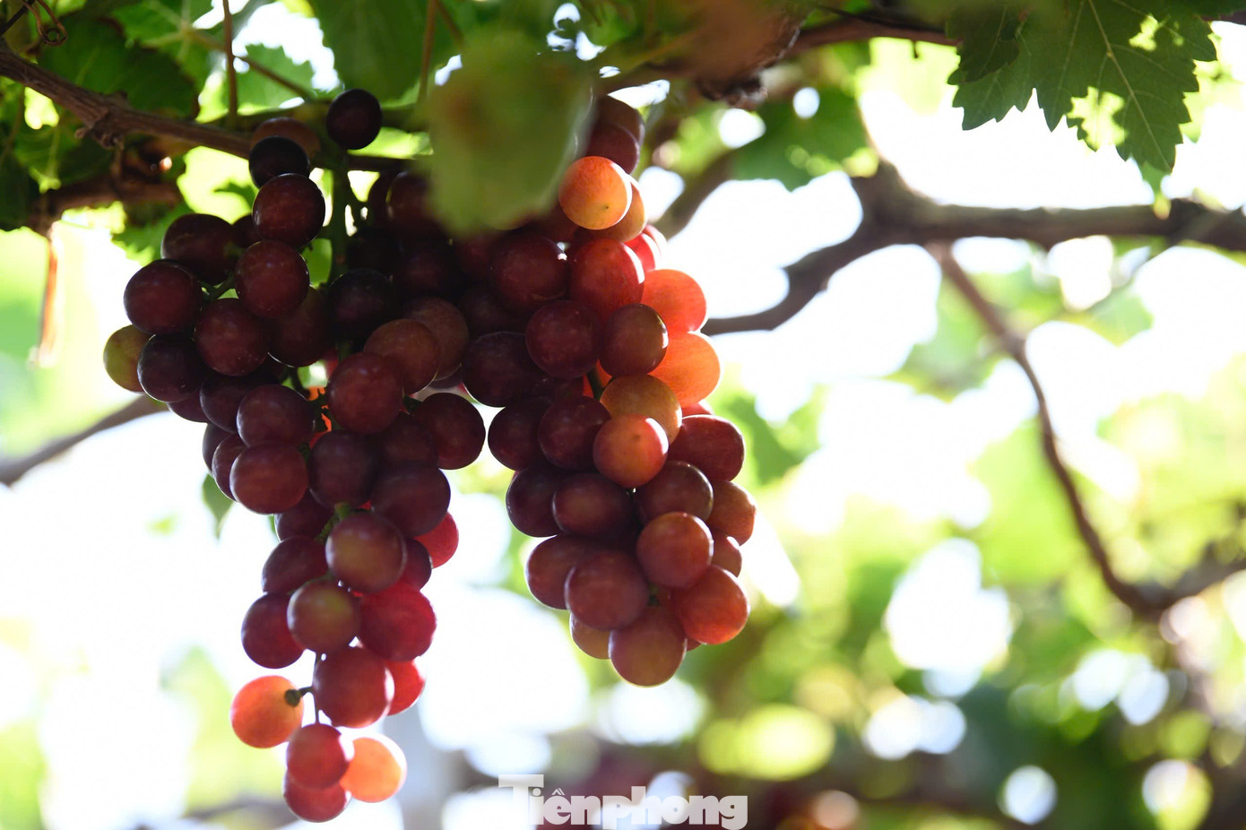 Tận thấy nơi 'g&acirc;y b&atilde;o' ở thủ phủ nho Ninh Thuận- Ảnh 7.