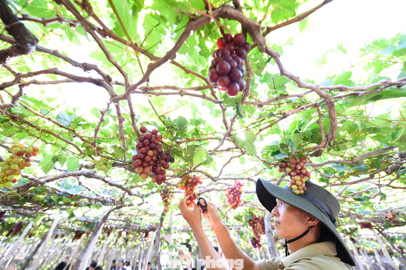 Tận thấy nơi 'g&acirc;y b&atilde;o' ở thủ phủ nho Ninh Thuận- Ảnh 1.