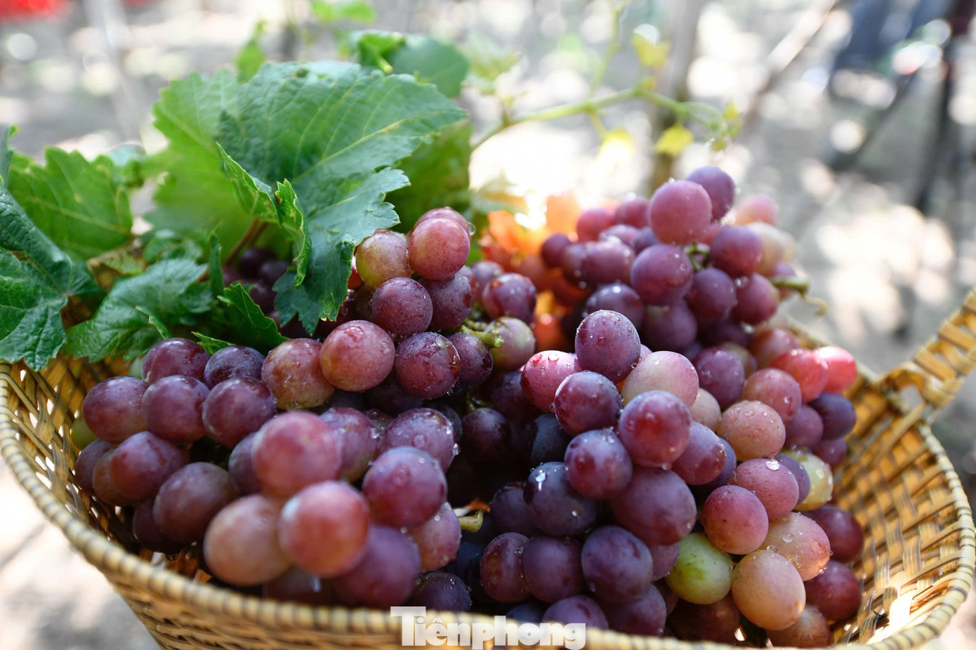 Tận thấy nơi 'g&acirc;y b&atilde;o' ở thủ phủ nho Ninh Thuận- Ảnh 10.