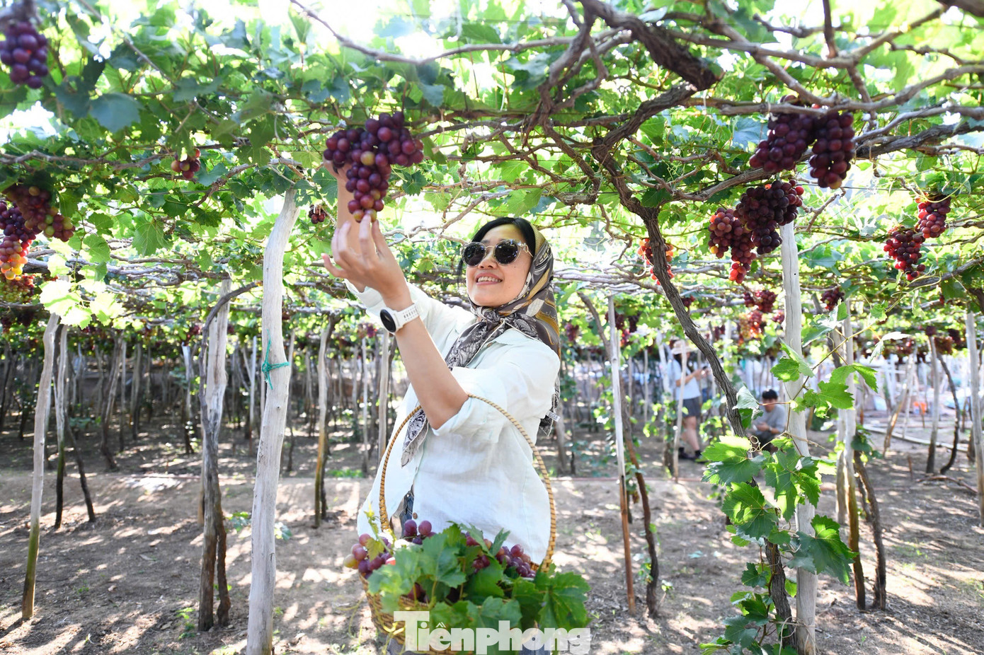Tận thấy nơi 'g&acirc;y b&atilde;o' ở thủ phủ nho Ninh Thuận- Ảnh 4.
