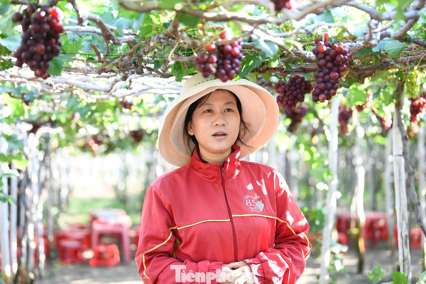 Tận thấy nơi 'g&acirc;y b&atilde;o' ở thủ phủ nho Ninh Thuận- Ảnh 12.