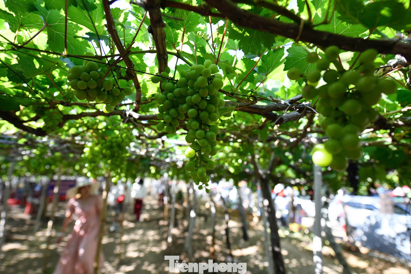 Tận thấy nơi 'g&acirc;y b&atilde;o' ở thủ phủ nho Ninh Thuận- Ảnh 2.
