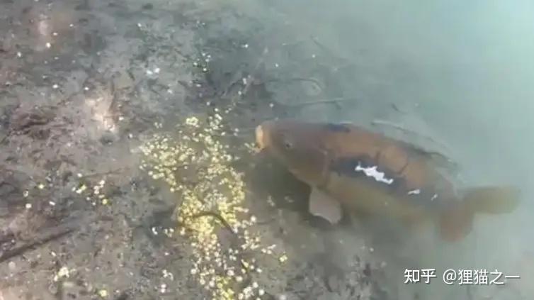 C&aacute; chưa bao giờ l&ecirc;n bờ, l&agrave;m sao ch&uacute;ng biết hạt ng&ocirc; c&oacute; thể ăn được?- Ảnh 3.