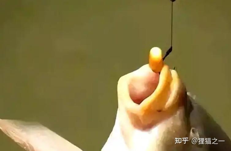 C&aacute; chưa bao giờ l&ecirc;n bờ, l&agrave;m sao ch&uacute;ng biết hạt ng&ocirc; c&oacute; thể ăn được?- Ảnh 2.