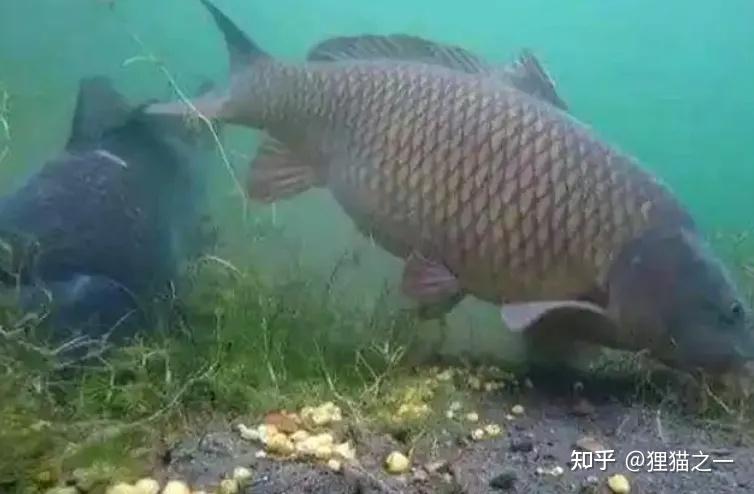 C&aacute; chưa bao giờ l&ecirc;n bờ, l&agrave;m sao ch&uacute;ng biết hạt ng&ocirc; c&oacute; thể ăn được?- Ảnh 5.