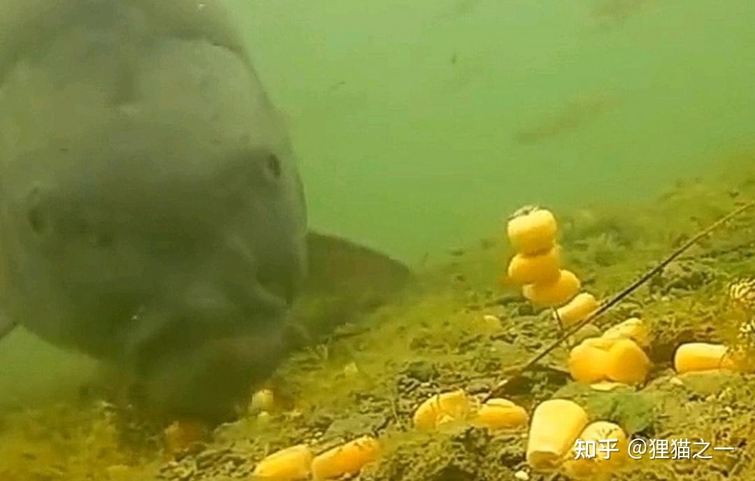 C&aacute; chưa bao giờ l&ecirc;n bờ, l&agrave;m sao ch&uacute;ng biết hạt ng&ocirc; c&oacute; thể ăn được?- Ảnh 6.