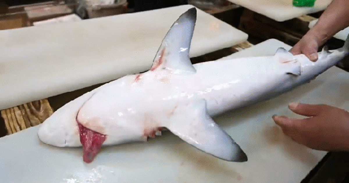 2 loại c&aacute; chứa nhiều thủy ng&acirc;n, loại số 1 d&ugrave; th&iacute;ch đến mấy cũng "giữ mồm giữ miệng"- Ảnh 1.