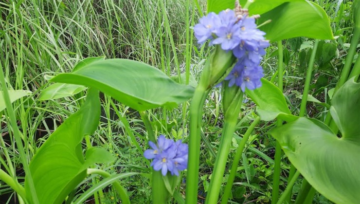C&acirc;y rau mọc dại từng l&agrave; thức ăn cho lợn, nay l&ecirc;n h&agrave;ng "đặc sản", thậm ch&iacute; gi&uacute;p n&ocirc;ng d&acirc;n đổi đời- Ảnh 1.