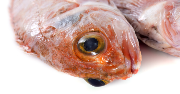 2 loại c&aacute; chứa nhiều thủy ng&acirc;n, loại số 1 d&ugrave; th&iacute;ch đến mấy cũng 