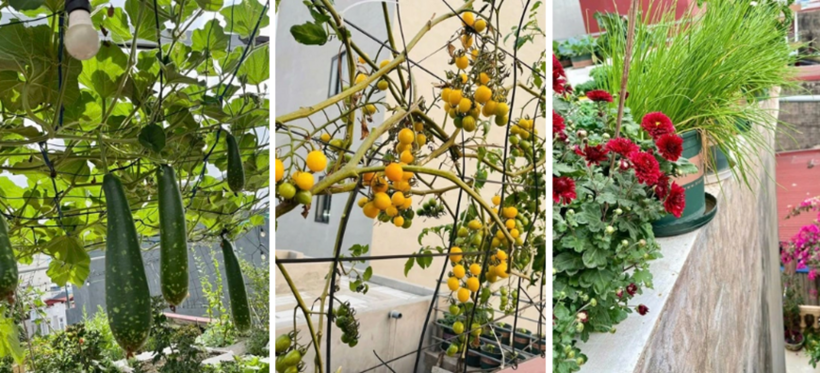 Bỏ m&aacute;i t&ocirc;n chống n&oacute;ng để trồng rau, b&agrave; mẹ 8X biến s&acirc;n thượng th&agrave;nh "rừng nhiệt đới" giữa l&ograve;ng phố cảng- Ảnh 9.