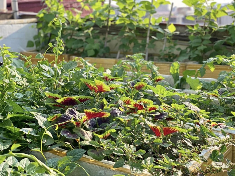 Bỏ m&aacute;i t&ocirc;n chống n&oacute;ng để trồng rau, b&agrave; mẹ 8X biến s&acirc;n thượng th&agrave;nh "rừng nhiệt đới" giữa l&ograve;ng phố cảng- Ảnh 2.