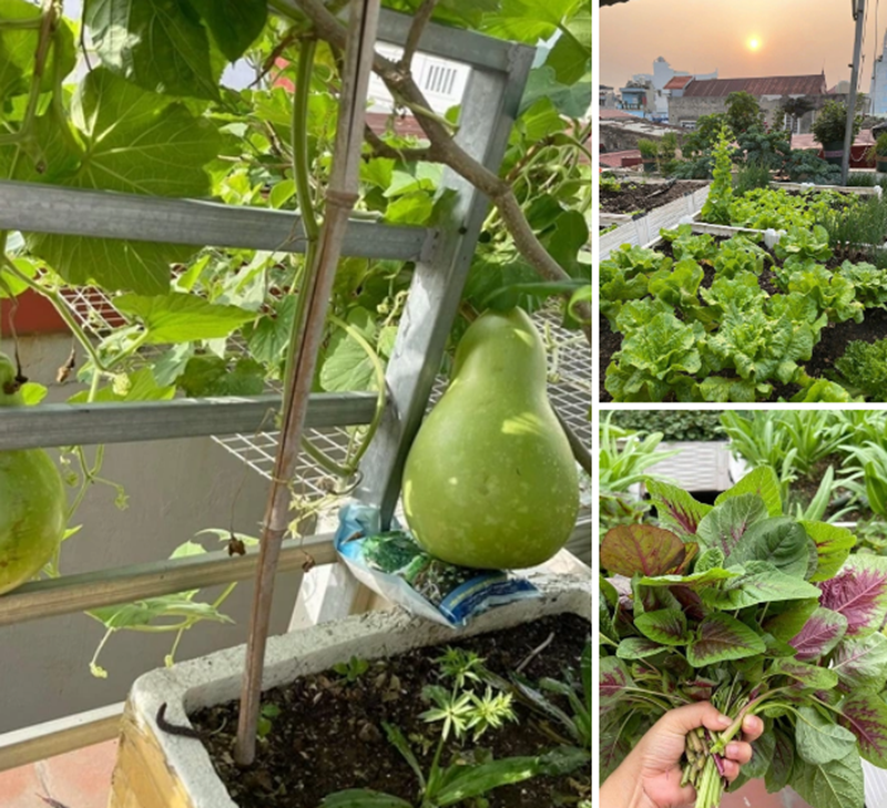 Bỏ m&aacute;i t&ocirc;n chống n&oacute;ng để trồng rau, b&agrave; mẹ 8X biến s&acirc;n thượng th&agrave;nh "rừng nhiệt đới" giữa l&ograve;ng phố cảng- Ảnh 8.