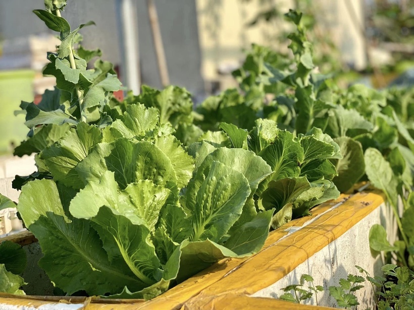 Bỏ m&aacute;i t&ocirc;n chống n&oacute;ng để trồng rau, b&agrave; mẹ 8X biến s&acirc;n thượng th&agrave;nh "rừng nhiệt đới" giữa l&ograve;ng phố cảng- Ảnh 4.