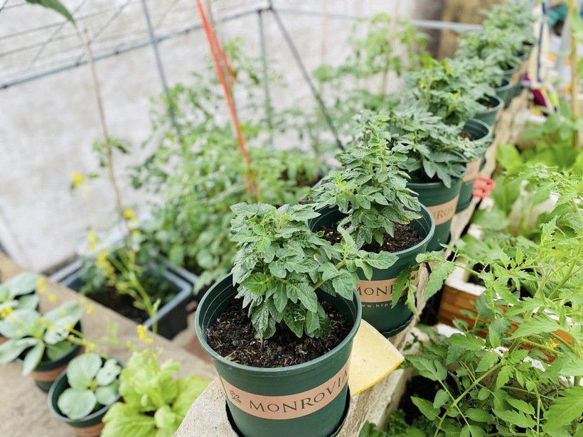 Bỏ m&aacute;i t&ocirc;n chống n&oacute;ng để trồng rau, b&agrave; mẹ 8X biến s&acirc;n thượng th&agrave;nh "rừng nhiệt đới" giữa l&ograve;ng phố cảng- Ảnh 3.