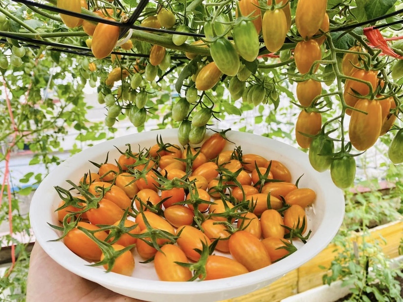 Bỏ m&aacute;i t&ocirc;n chống n&oacute;ng để trồng rau, b&agrave; mẹ 8X biến s&acirc;n thượng th&agrave;nh "rừng nhiệt đới" giữa l&ograve;ng phố cảng- Ảnh 5.