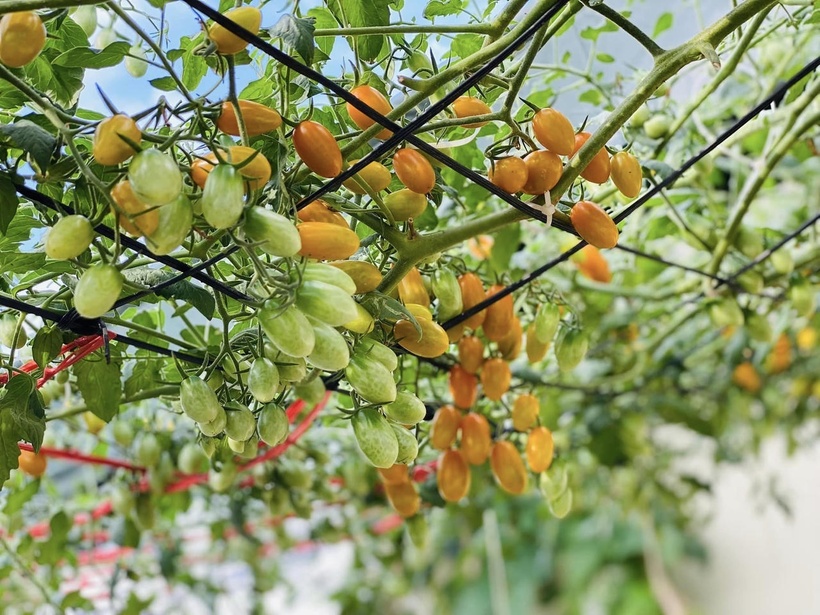 Bỏ m&aacute;i t&ocirc;n chống n&oacute;ng để trồng rau, b&agrave; mẹ 8X biến s&acirc;n thượng th&agrave;nh "rừng nhiệt đới" giữa l&ograve;ng phố cảng- Ảnh 6.