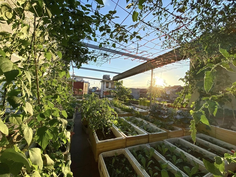 Bỏ m&aacute;i t&ocirc;n chống n&oacute;ng để trồng rau, b&agrave; mẹ 8X biến s&acirc;n thượng th&agrave;nh "rừng nhiệt đới" giữa l&ograve;ng phố cảng- Ảnh 1.