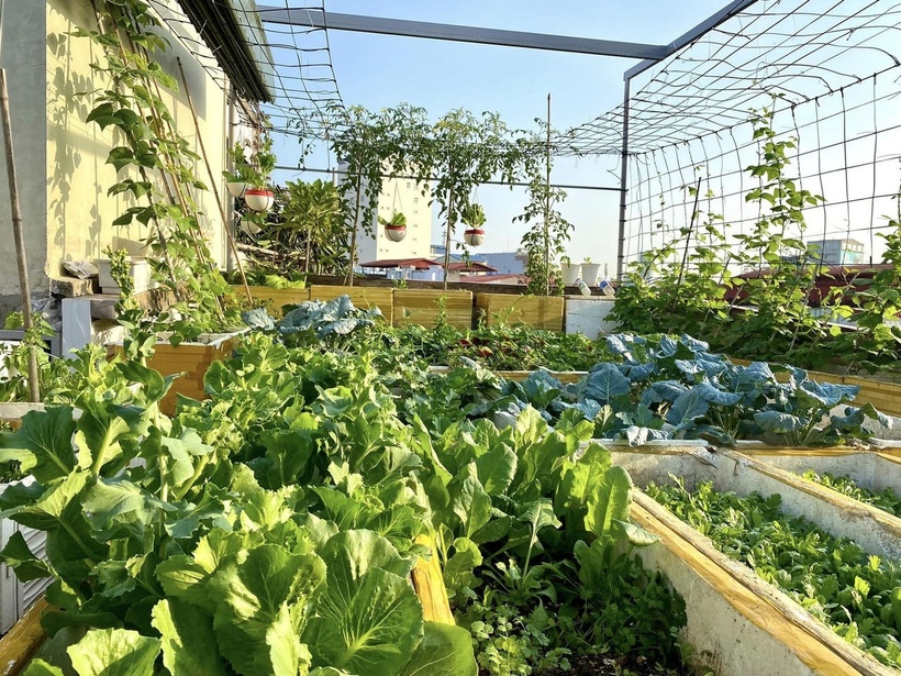 Bỏ m&aacute;i t&ocirc;n chống n&oacute;ng để trồng rau, b&agrave; mẹ 8X biến s&acirc;n thượng th&agrave;nh "rừng nhiệt đới" giữa l&ograve;ng phố cảng- Ảnh 10.