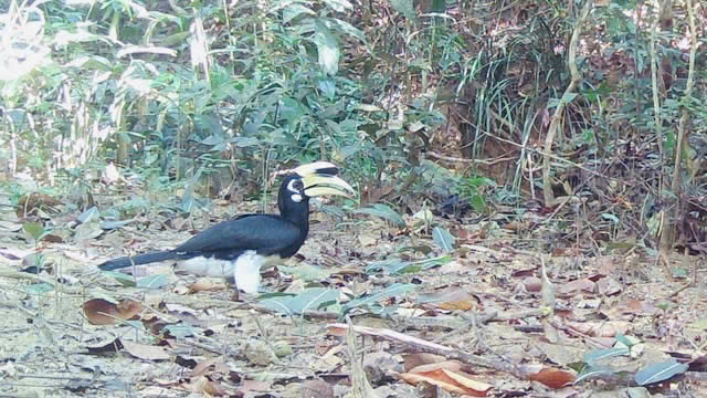 Bất ngờ ghi nhận "b&aacute;u vật hồng ho&agrave;ng" lần đầu xuất hiện tại VQG Chư Mom Ray: Được bảo vệ nghi&ecirc;m ngặt- Ảnh 1.