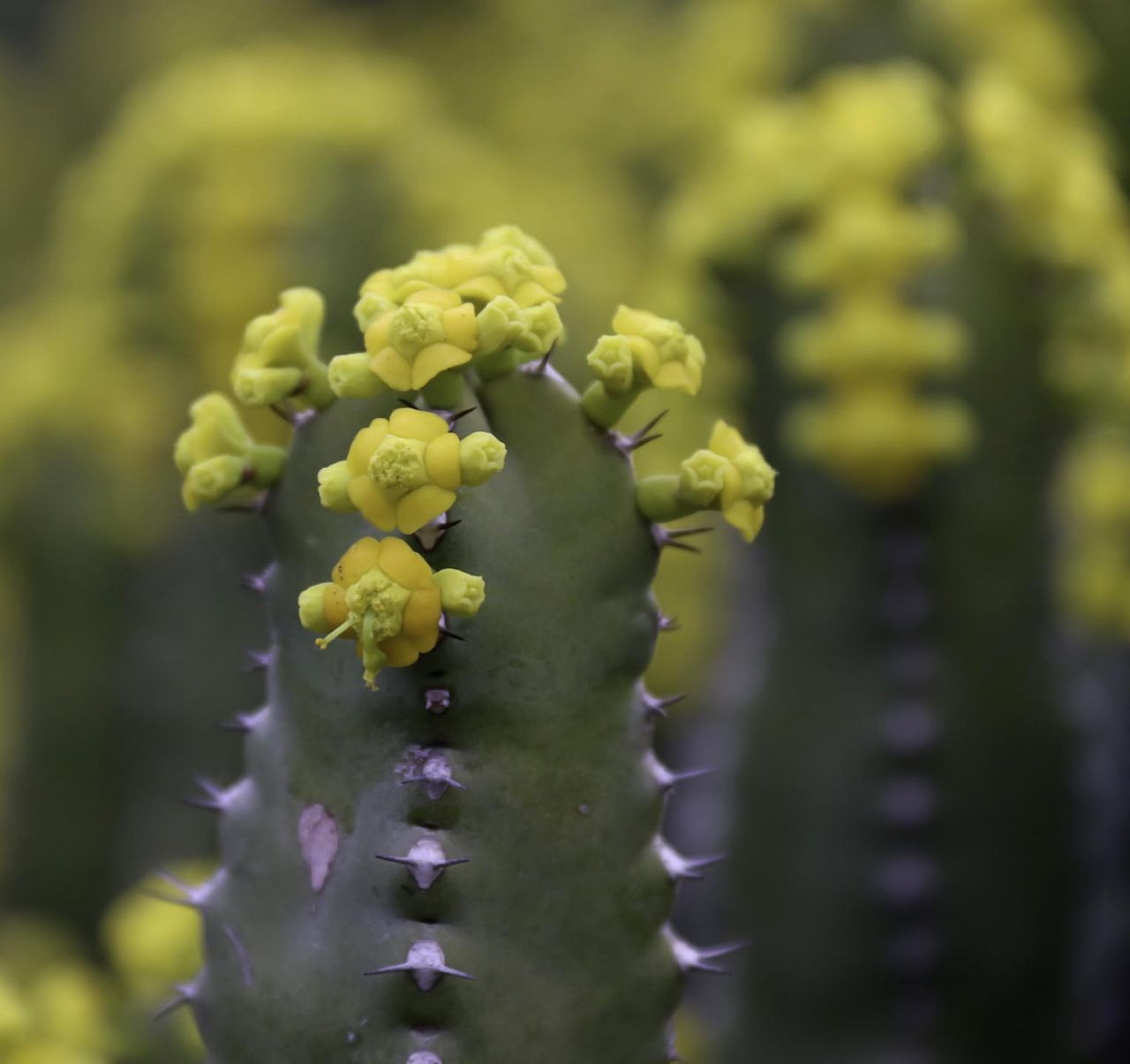 Chất cay mạnh nhất thế giới kh&ocirc;ng đến từ ớt m&agrave; từ một lo&agrave;i c&acirc;y đầy nhựa, với mức độ cay c&oacute; thể g&acirc;y sốc vượt xa mọi giới hạn của con người- Ảnh 2.