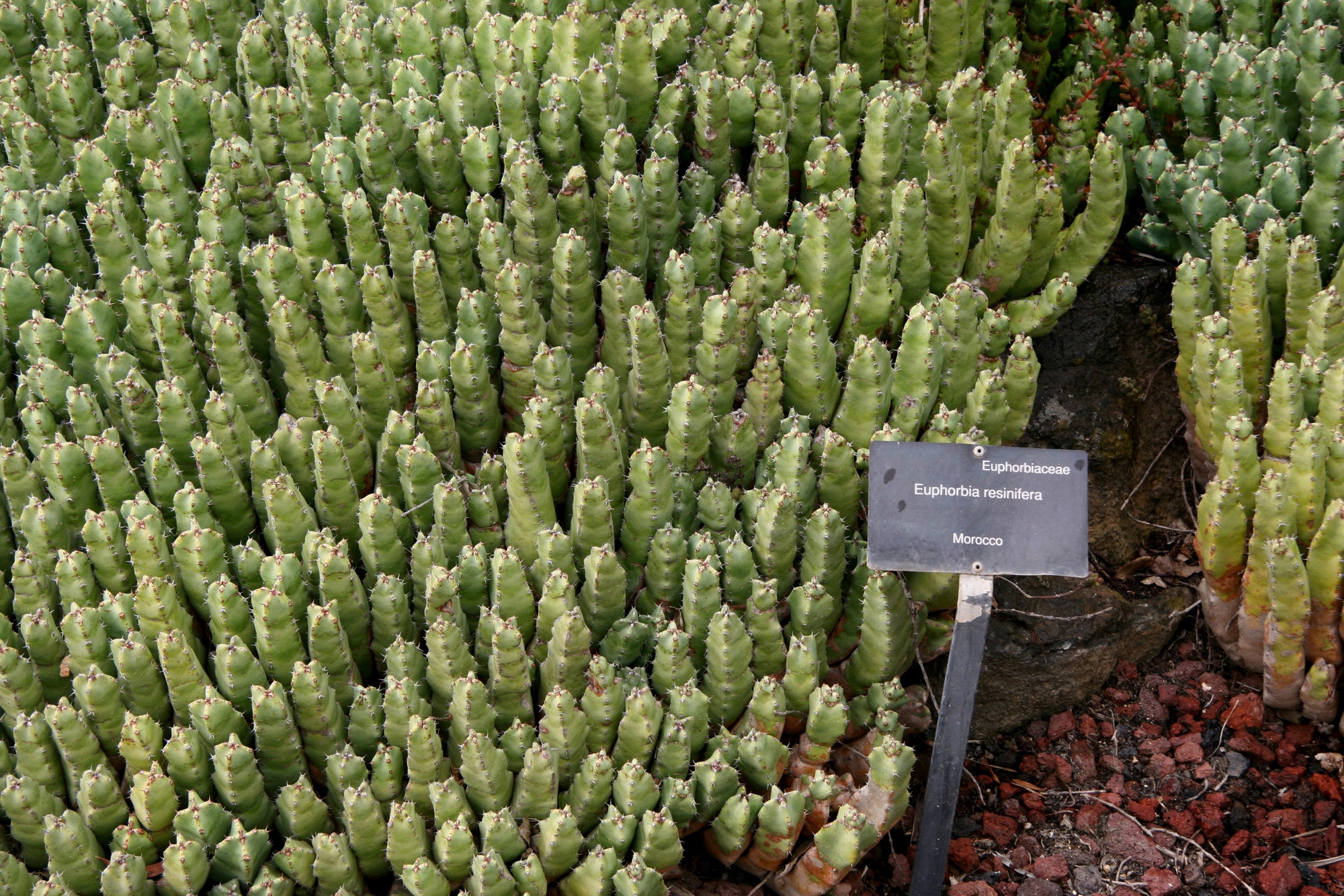 Chất cay mạnh nhất thế giới kh&ocirc;ng đến từ ớt m&agrave; từ một lo&agrave;i c&acirc;y đầy nhựa, với mức độ cay c&oacute; thể g&acirc;y sốc vượt xa mọi giới hạn của con người- Ảnh 4.