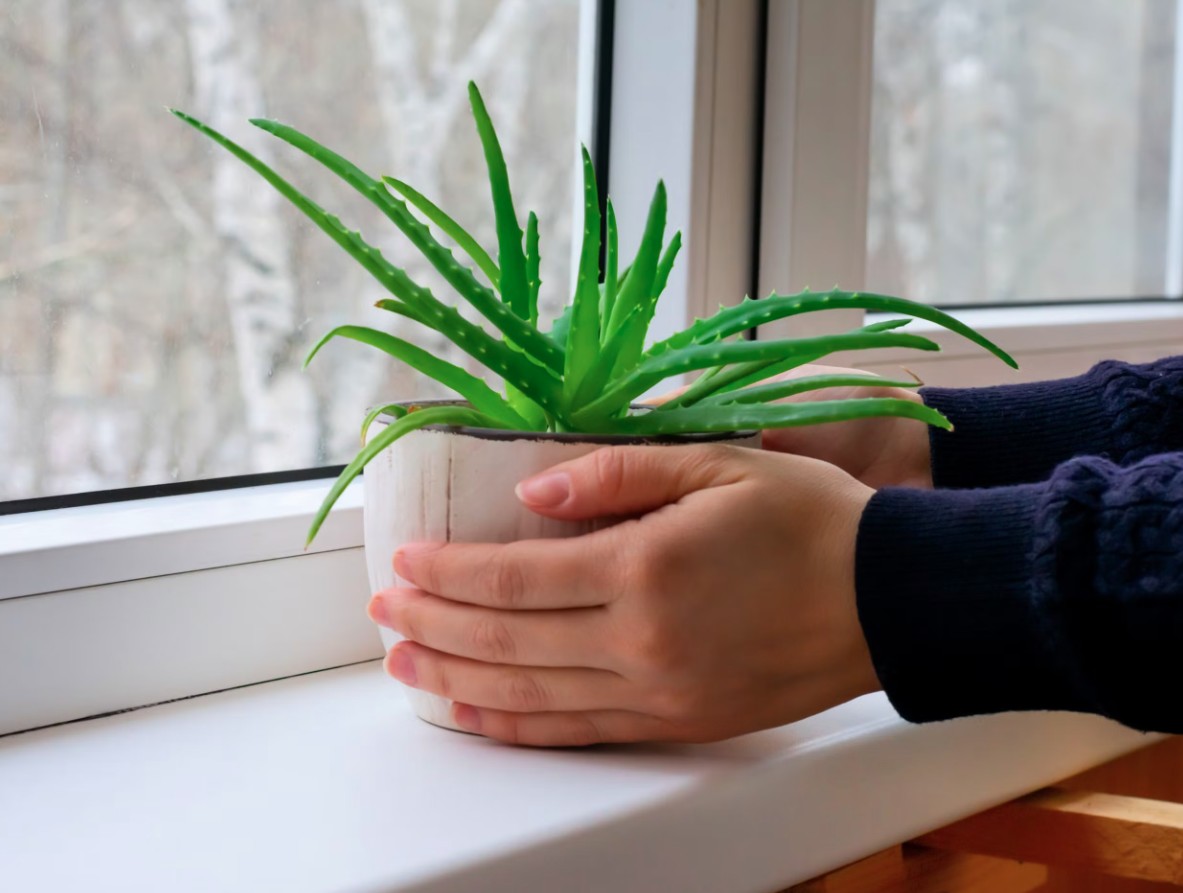 3 loại c&acirc;y rất hợp với người U50: Biết trồng th&igrave; thể chất v&agrave; tinh thần tốt l&ecirc;n tr&ocirc;ng thấy- Ảnh 1.