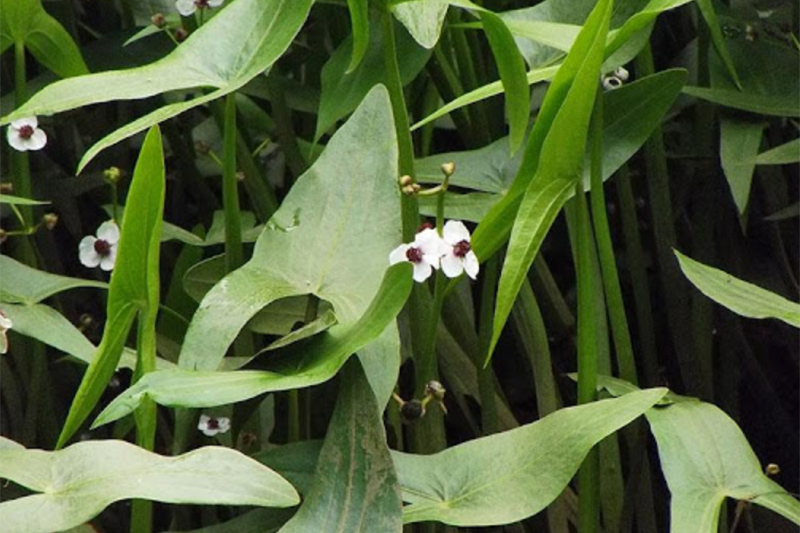 C&acirc;y rau mọc dại từng l&agrave; thức ăn cho lợn, nay l&ecirc;n h&agrave;ng "đặc sản", thậm ch&iacute; gi&uacute;p n&ocirc;ng d&acirc;n đổi đời- Ảnh 2.
