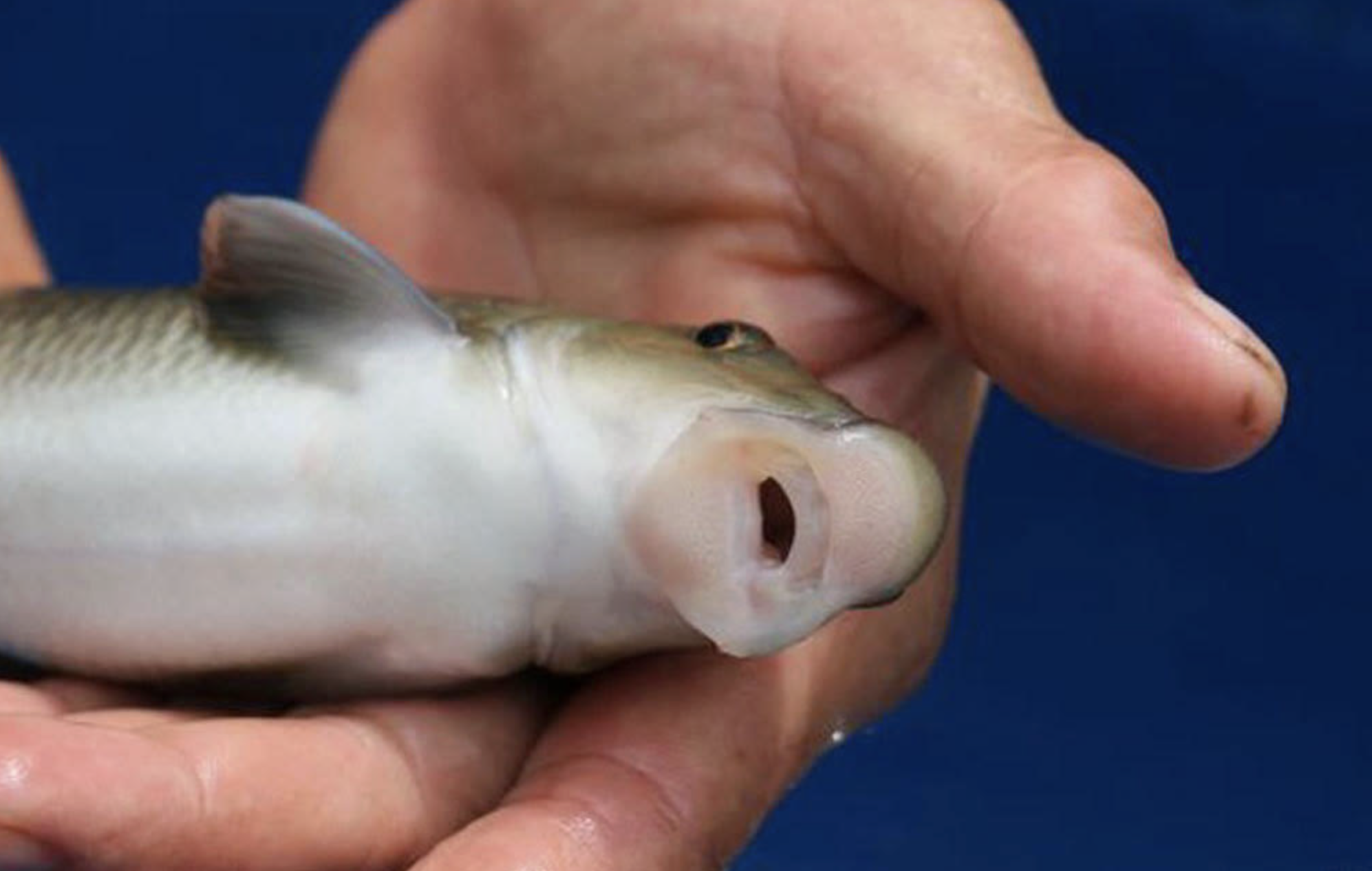 Gi&aacute; chục triệu 1 kg, "thuỷ qu&aacute;i m&otilde;m lợn" ở Ph&uacute; Thọ chỉ vua ch&uacute;a v&agrave; giới qu&yacute; tộc mới được ăn- Ảnh 2.