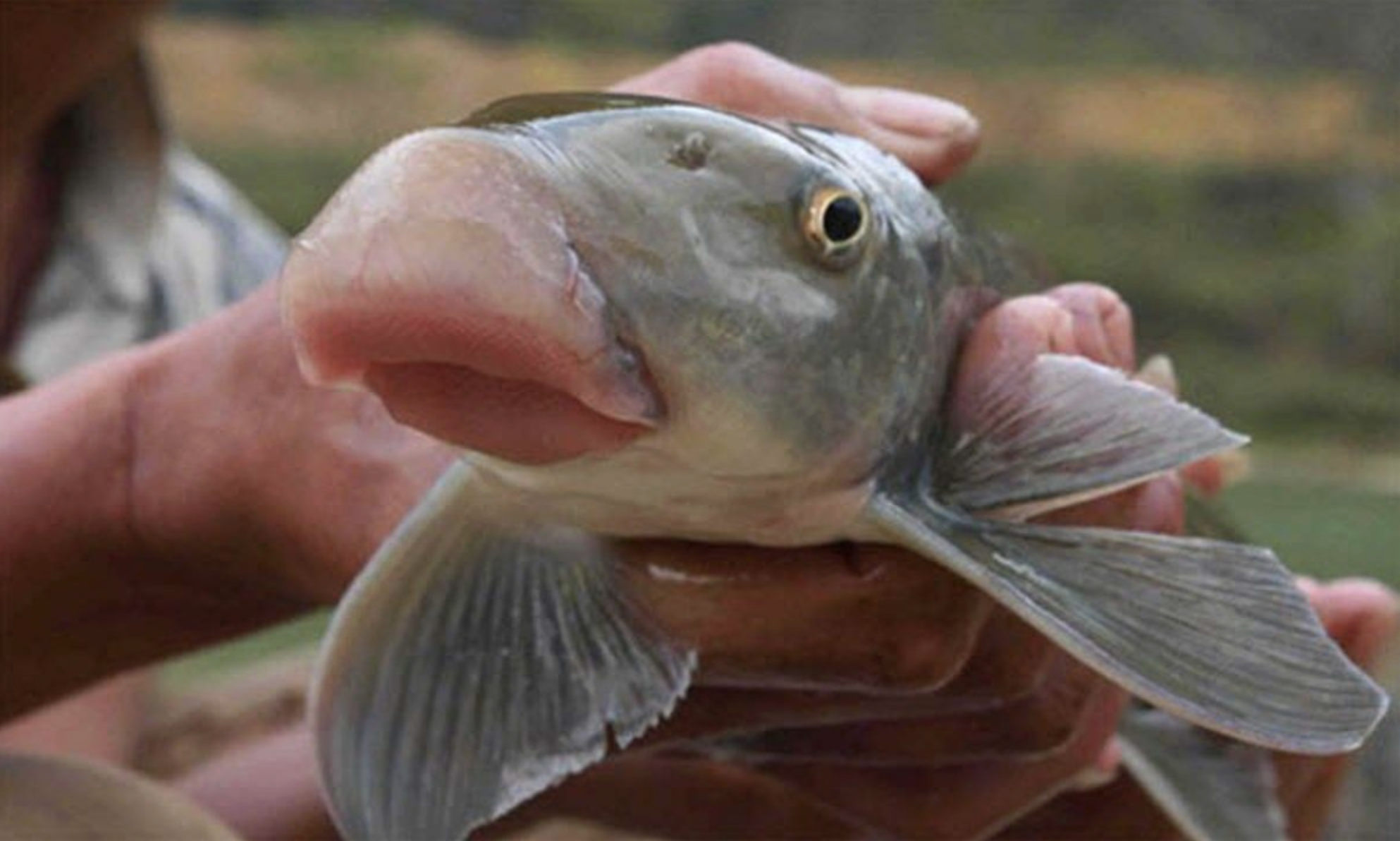 Gi&aacute; chục triệu 1 kg, "thuỷ qu&aacute;i m&otilde;m lợn" ở Ph&uacute; Thọ chỉ vua ch&uacute;a v&agrave; giới qu&yacute; tộc mới được ăn- Ảnh 1.