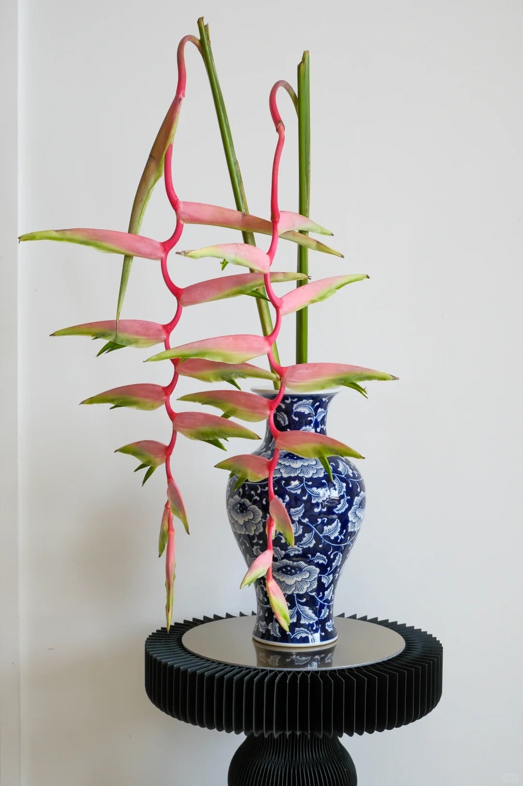 B&oacute;c trần sự thật về lo&agrave;i hoa "Hồng Hạc" đang rần rần c&otilde;i mạng: Đẹp mộng mị nhưng đỏng đảnh kh&oacute; chiều, lỡ mua rồi th&igrave; cắm sao cho sang?- Ảnh 13.