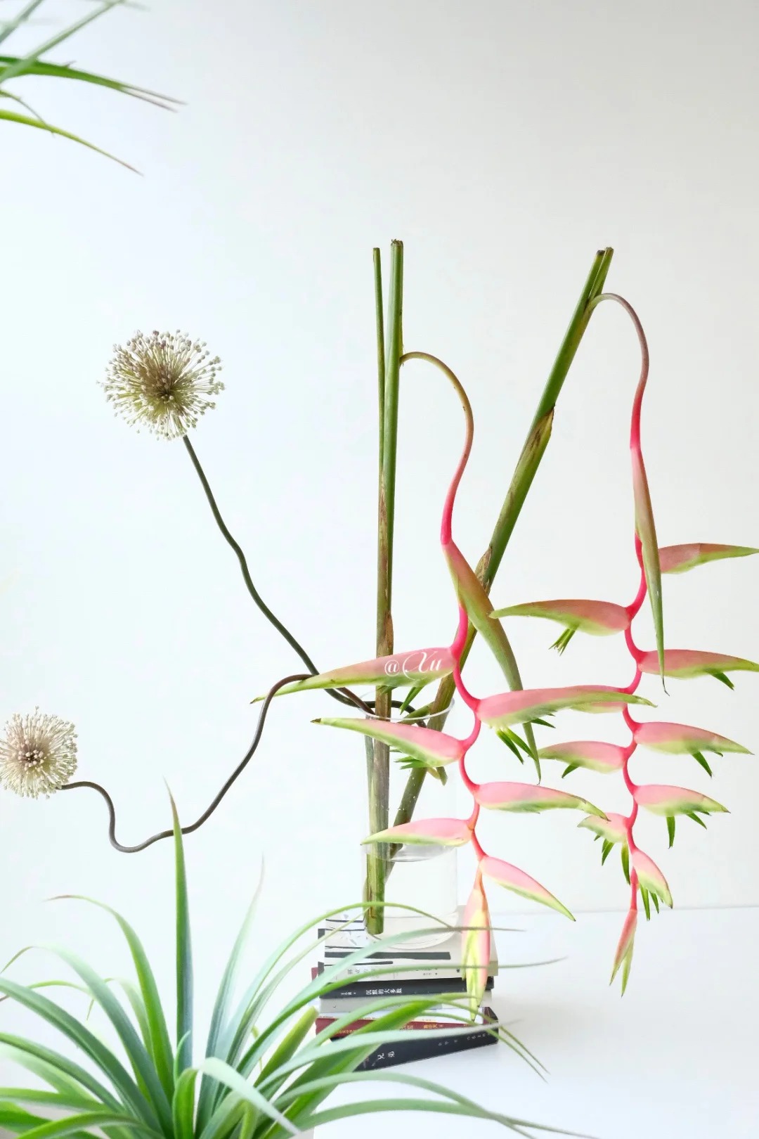 B&oacute;c trần sự thật về lo&agrave;i hoa "Hồng Hạc" đang rần rần c&otilde;i mạng: Đẹp mộng mị nhưng đỏng đảnh kh&oacute; chiều, lỡ mua rồi th&igrave; cắm sao cho sang?- Ảnh 16.