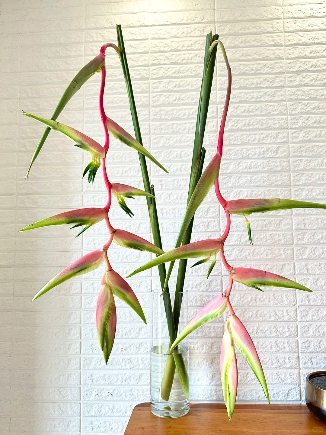 B&oacute;c trần sự thật về lo&agrave;i hoa "Hồng Hạc" đang rần rần c&otilde;i mạng: Đẹp mộng mị nhưng đỏng đảnh kh&oacute; chiều, lỡ mua rồi th&igrave; cắm sao cho sang?- Ảnh 12.