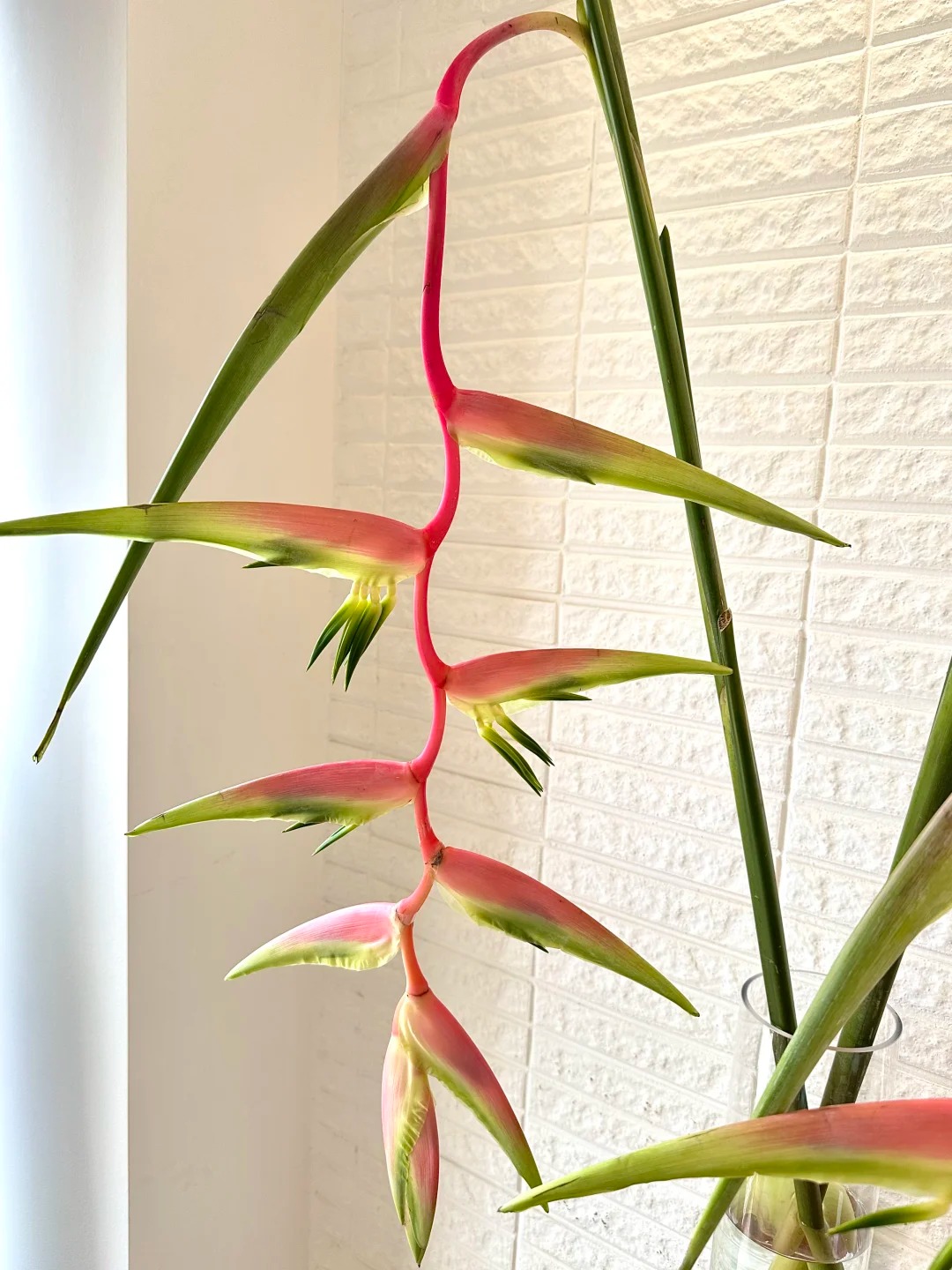 B&oacute;c trần sự thật về lo&agrave;i hoa "Hồng Hạc" đang rần rần c&otilde;i mạng: Đẹp mộng mị nhưng đỏng đảnh kh&oacute; chiều, lỡ mua rồi th&igrave; cắm sao cho sang?- Ảnh 11.