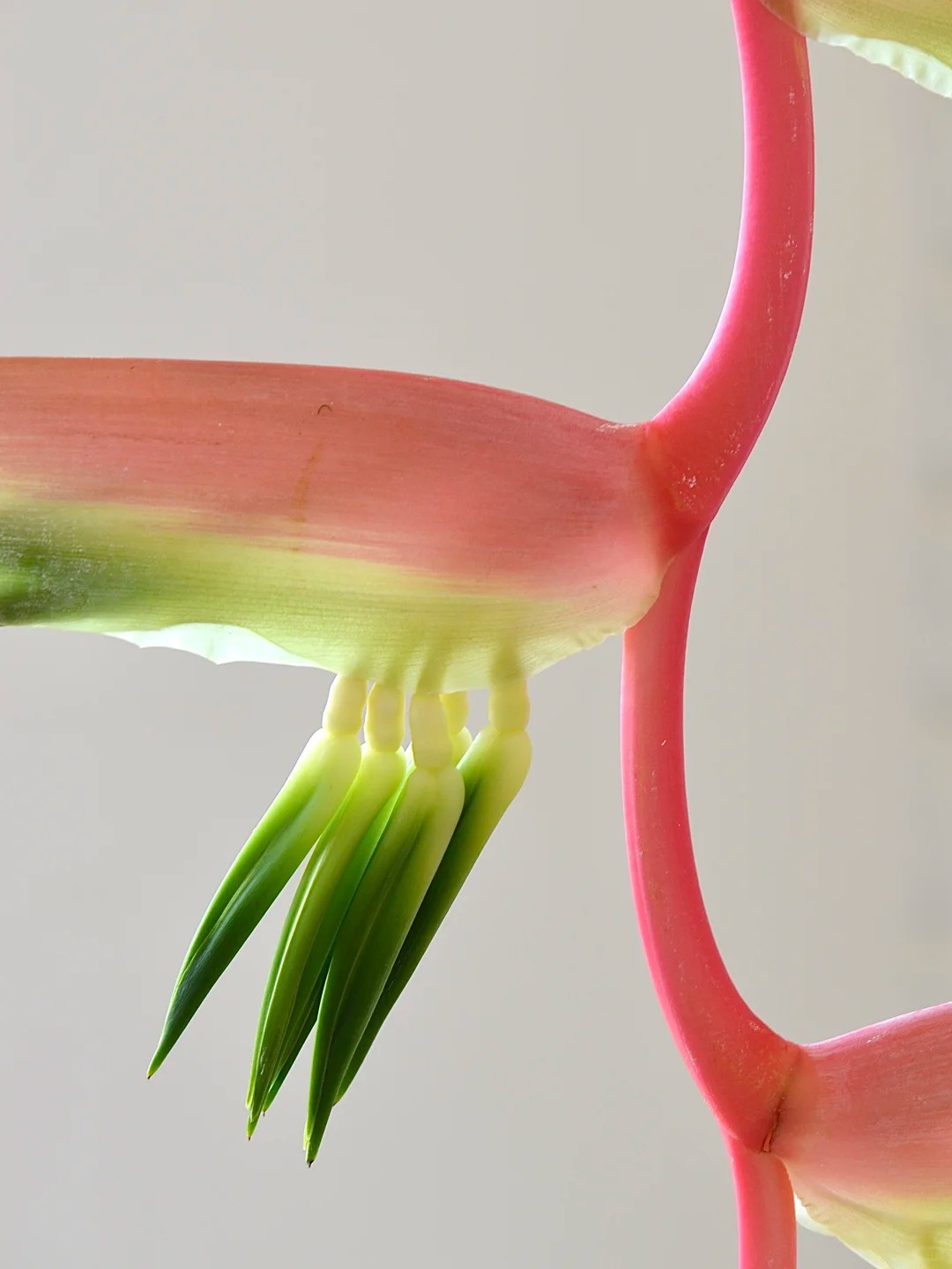 B&oacute;c trần sự thật về lo&agrave;i hoa "Hồng Hạc" đang rần rần c&otilde;i mạng: Đẹp mộng mị nhưng đỏng đảnh kh&oacute; chiều, lỡ mua rồi th&igrave; cắm sao cho sang?- Ảnh 9.